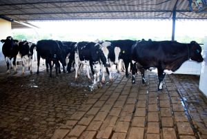 Estudantes- de- Medicina- Veterinária- do- Cesmac- Participam- de -Visita -Técnica- 61