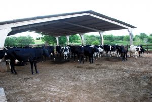 Estudantes- de- Medicina- Veterinária- do- Cesmac- Participam- de -Visita -Técnica- 61