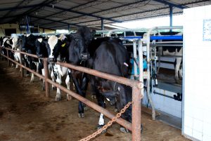 Estudantes- de- Medicina- Veterinária- do- Cesmac- Participam- de -Visita -Técnica- 61