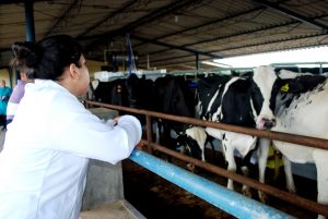 Estudantes- de- Medicina- Veterinária- do- Cesmac- Participam- de -Visita -Técnica- 61