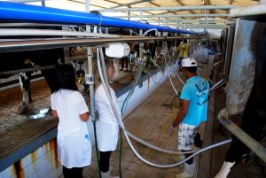 Estudantes- de- Medicina- Veterinária- do- Cesmac- Participam- de -Visita -Técnica- 61