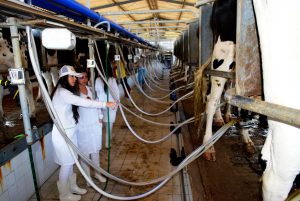 Estudantes- de- Medicina- Veterinária- do- Cesmac- Participam- de -Visita -Técnica- 61