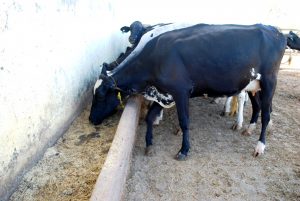 Estudantes- de- Medicina- Veterinária- do- Cesmac- Participam- de -Visita -Técnica- 61