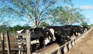 Estudantes- de- Medicina- Veterinária- do- Cesmac- Participam- de -Visita -Técnica- 61