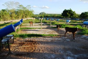 Estudantes- de- Medicina- Veterinária- do- Cesmac- Participam- de -Visita -Técnica- 61