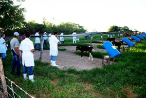 Estudantes- de- Medicina- Veterinária- do- Cesmac- Participam- de -Visita -Técnica- 61
