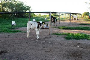 Estudantes- de- Medicina- Veterinária- do- Cesmac- Participam- de -Visita -Técnica- 61