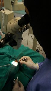 clinica-escola-de-medicina-veterinaria-do-cesmac-realiza-cirurgia-oftalmica-2