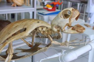 Seminário- Prático- de- Anatomia- Veterinária - SEMPRAVET-Cesmac (75)