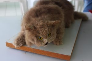 Seminário- Prático- de- Anatomia- Veterinária - SEMPRAVET-Cesmac (75)