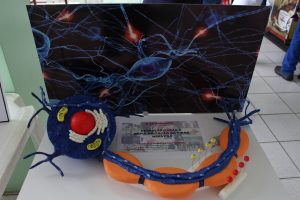 Seminário- Prático- de- Anatomia- Veterinária - SEMPRAVET-Cesmac (75)