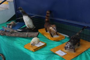 Seminário- Prático- de- Anatomia- Veterinária - SEMPRAVET-Cesmac (75)