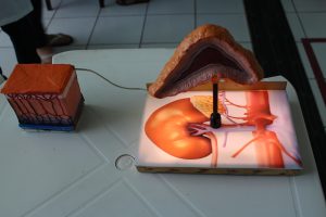 Seminário- Prático- de- Anatomia- Veterinária - SEMPRAVET-Cesmac (75)