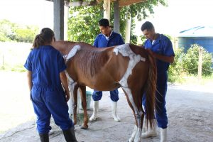 Seminário- Prático- de- Anatomia- Veterinária - SEMPRAVET-Cesmac (75)