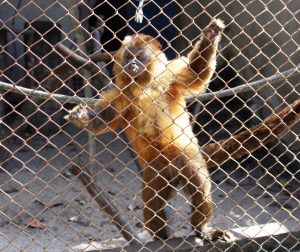 marechal deodoro_ (7)