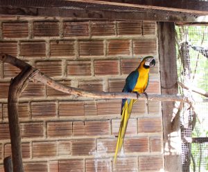 marechal deodoro_ (7)