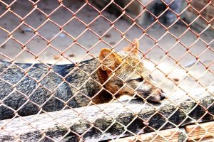 marechal deodoro_ (7)