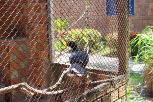 marechal deodoro_ (7)