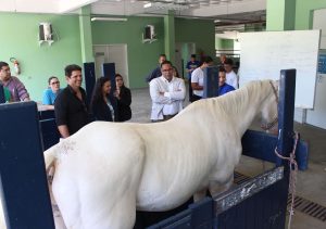 marechal deodoro_ (7)