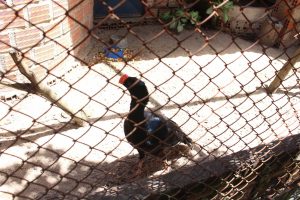 marechal deodoro_ (7)