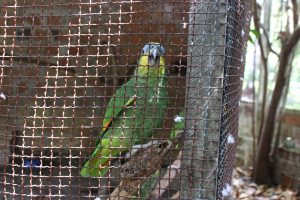 marechal deodoro_ (7)