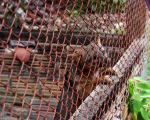 marechal deodoro_ (7)