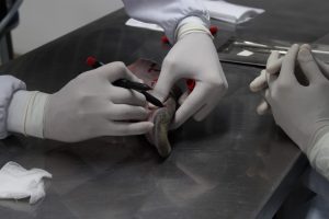 Curso- de- formação- e- capacitação- sobre- câncer- de- boca- para- Dentistas- da- rede- pública- de- Saúde- do- Estado- de- Alagoas-CESMAC_MPPS (40)