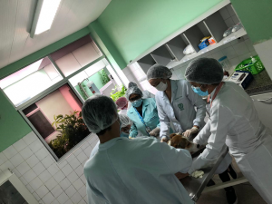 Clínica- Escola- de- Medicina- Veterinária- do -CESMAC- retoma- atendimentos- ao- público-(01)