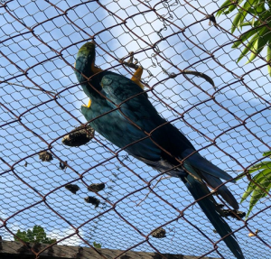 Criatório- de- Animais -Silvestres- do- Cesmac- realiza -remanejamento- da- Arara- Canidé-(2)