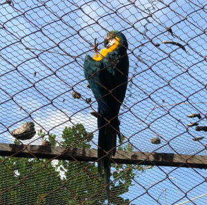 Criatório- de- Animais -Silvestres- do- Cesmac- realiza -remanejamento- da- Arara- Canidé-(2)