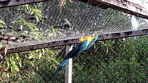 Criatório- de- Animais -Silvestres- do- Cesmac- realiza -remanejamento- da- Arara- Canidé-(2)