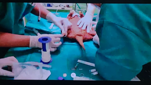 Medicina -Veterinária -realiza- primeira- cirurgia -acompanhada -pelo- observatório- de- Práticas -Cirúrgicas-(9)