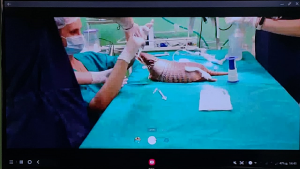 Medicina -Veterinária -realiza- primeira- cirurgia -acompanhada -pelo- observatório- de- Práticas -Cirúrgicas-(9)