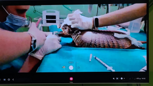 Medicina -Veterinária -realiza- primeira- cirurgia -acompanhada -pelo- observatório- de- Práticas -Cirúrgicas-(9)