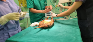 Medicina -Veterinária -realiza- primeira- cirurgia -acompanhada -pelo- observatório- de- Práticas -Cirúrgicas-(9)