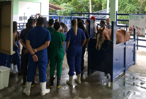 Primeira- empresa- Junior- de- Medicina- Veterinária- do- estado- de- Alagoas- é -do- Cesmac- (01)12